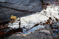 /album/en-hostdag/img-4310-jpg/