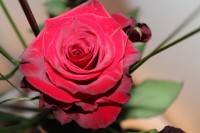 /album/blommor/img-8784-jpg/