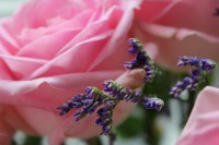 /album/blommor/img-8807-jpg/