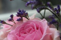 /album/blommor/img-8809-jpg/