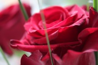 /album/blommor/img-8815-jpg/