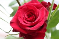 /album/blommor/img-8819-jpg/