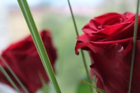 /album/blommor/img-8824-jpg/