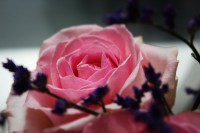 /album/blommor/img-8825-jpg/