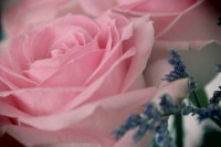 /album/blommor/img-8826-jpg/