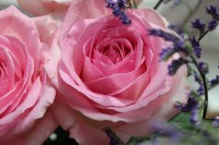 /album/blommor/img-8812-jpg/