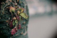 /album/kungstradg%c3%a5rden/img-8001-jpg/