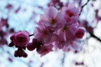 /album/kungstradg%c3%a5rden/img-8003-jpg/