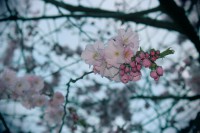 /album/kungstradg%c3%a5rden/img-8004-jpg/