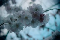 /album/kungstradg%c3%a5rden/img-8005-jpg/