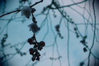 /album/kungstradg%c3%a5rden/img-8006-jpg/