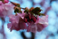 /album/kungstradg%c3%a5rden/img-8008-jpg/