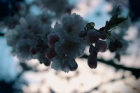 /album/kungstradg%c3%a5rden/img-8010-jpg/