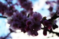 /album/kungstradg%c3%a5rden/img-8011-jpg/