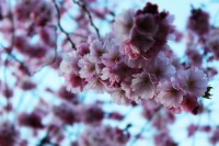 /album/kungstradg%c3%a5rden/img-8012-jpg/