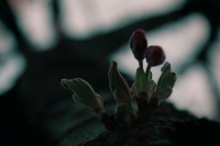 /album/kungstradg%c3%a5rden/img-8019-jpg/