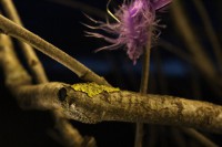 /album/p%c3%a5sk-i-dalarna/img-8040-jpg/