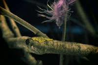 /album/p%c3%a5sk-i-dalarna/img-8048-jpg/