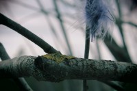 /album/p%c3%a5sk-i-dalarna/img-8267-jpg/