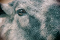 /album/orsa/img-8284-jpg/