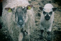 /album/orsa/img-8286-jpg/