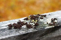 /album/orsa/img-8292-jpg/