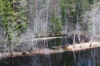 /album/orsa/img-8307-jpg/